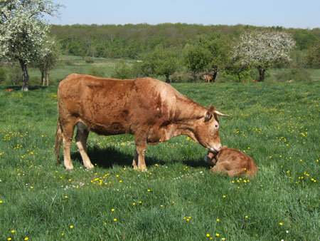 Les vaches